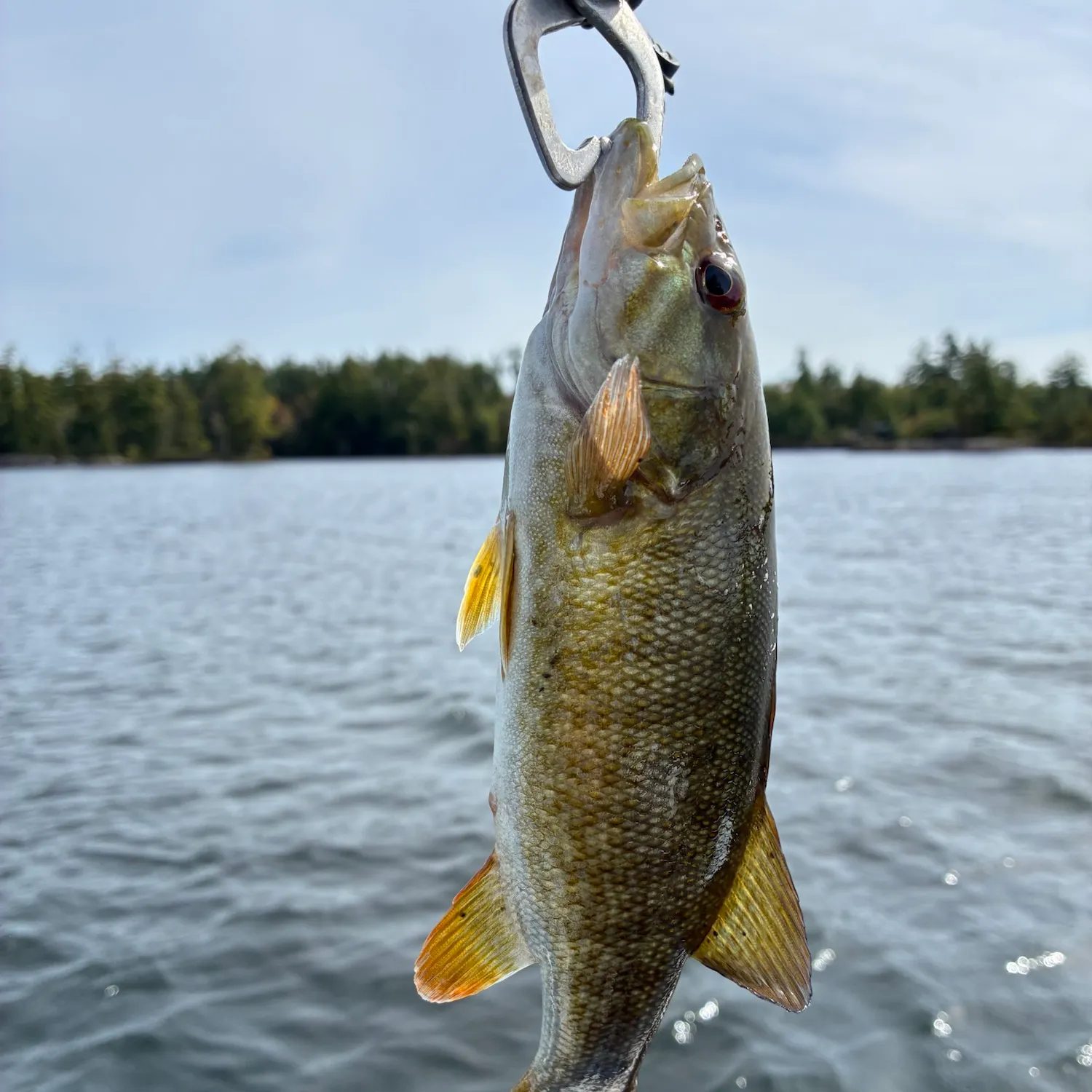 Smallmouth bass caught on Fishbrain