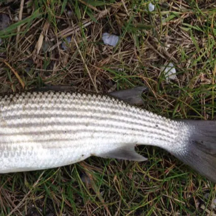 Striped mullet caught on Fishbrain