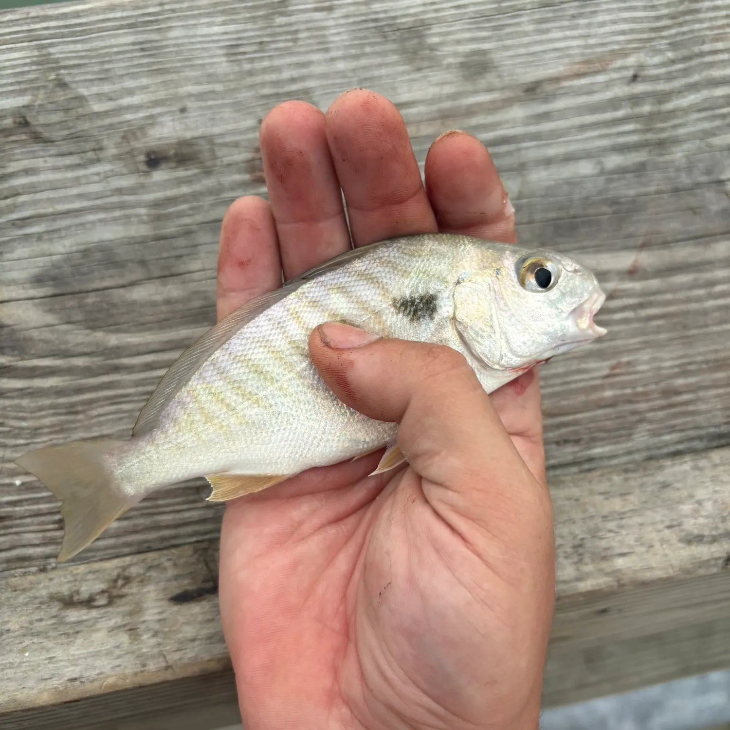 Spot croaker caught on Fishbrain
