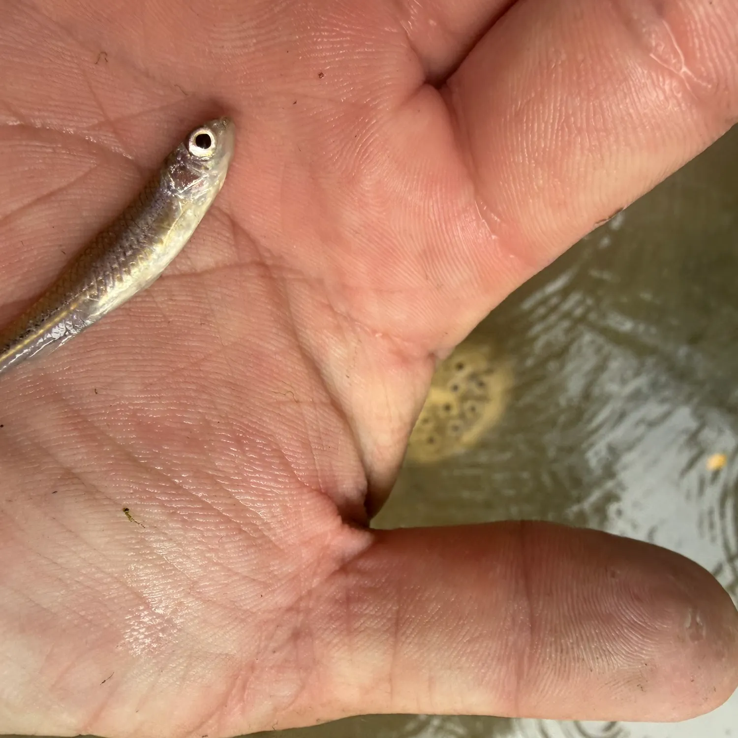 Central stoneroller caught on Fishbrain
