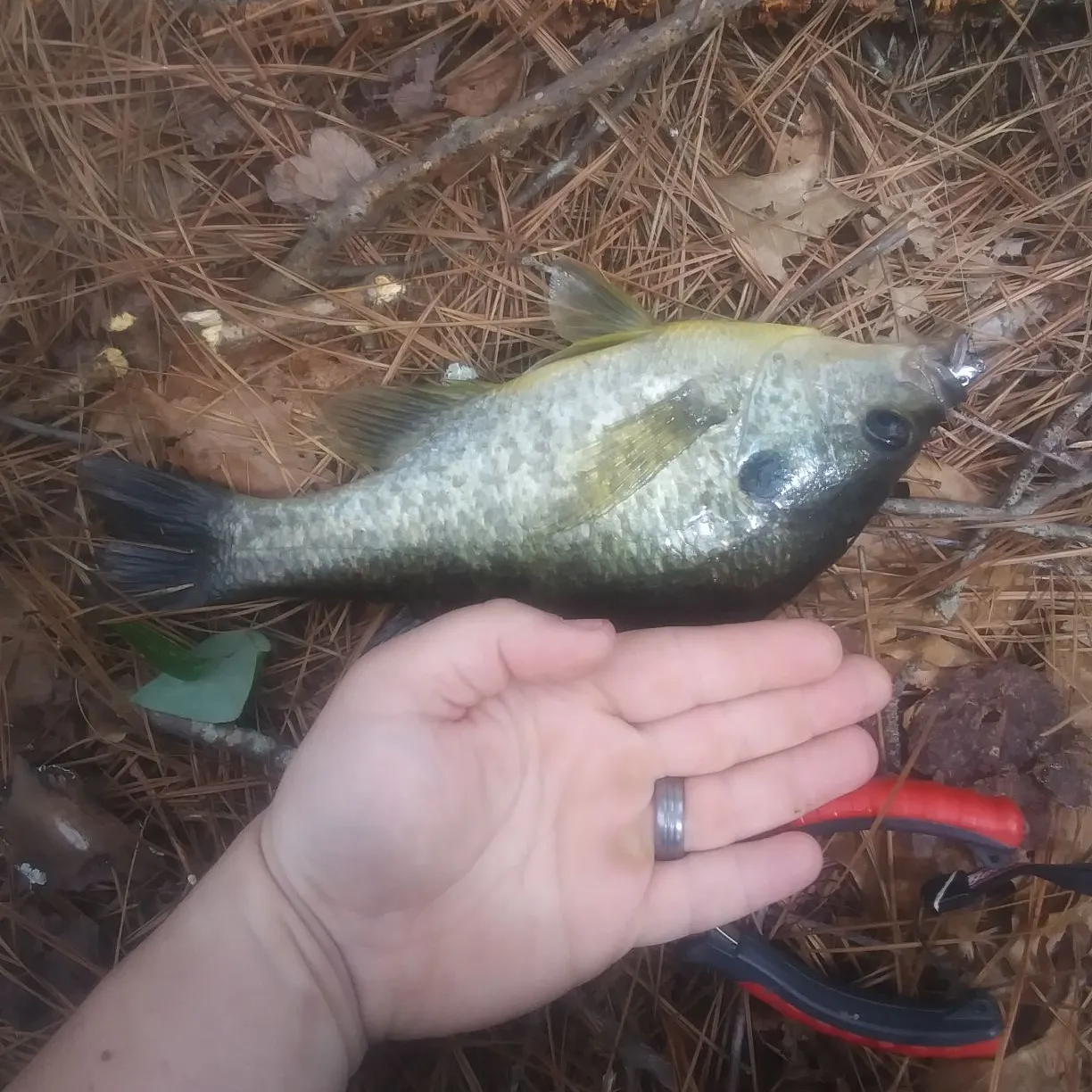 The most recent Redear sunfish catches on Fishbrain