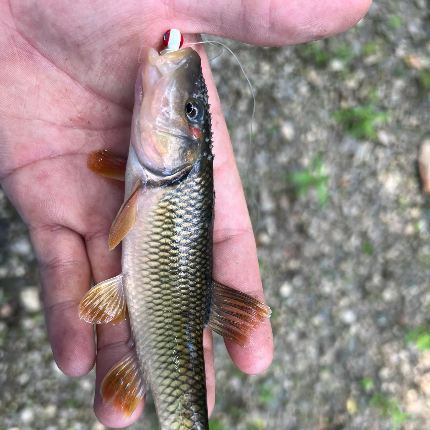 The most recent Hornyhead chub catches on Fishbrain