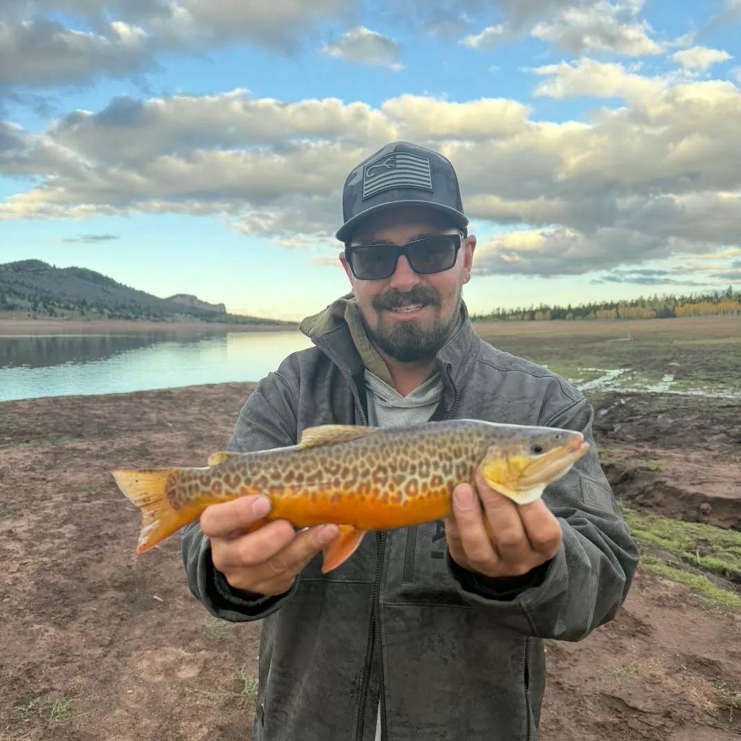 Tiger trout caught on Fishbrain