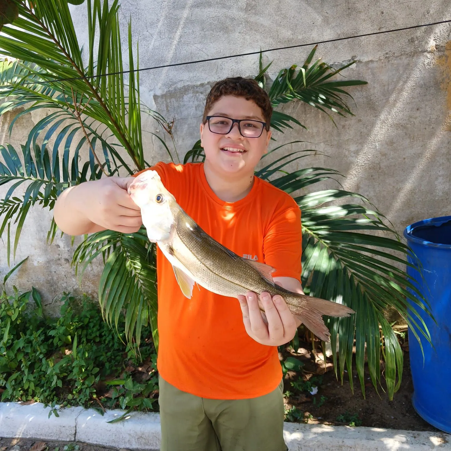 Common snook caught on Fishbrain