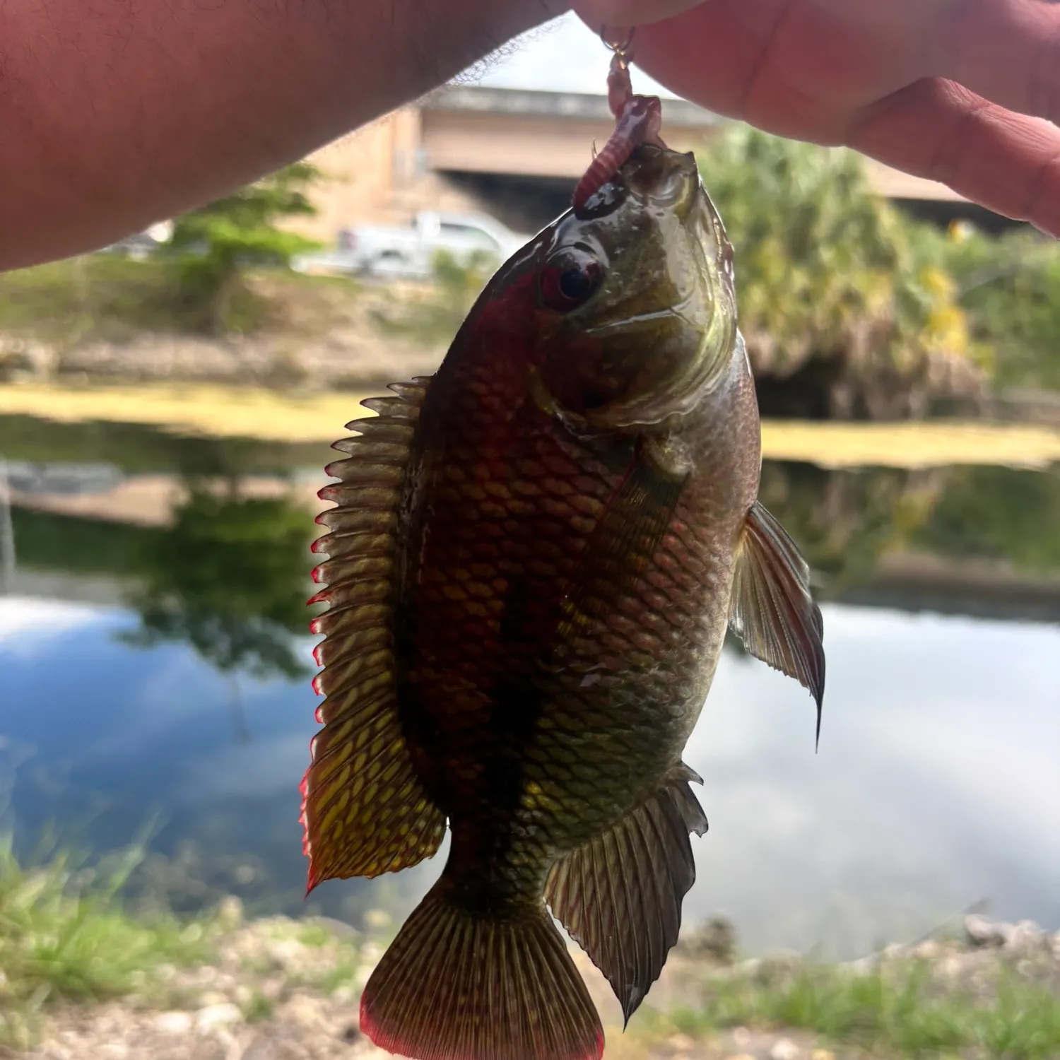 The most recent Spotted tilapia catches on Fishbrain