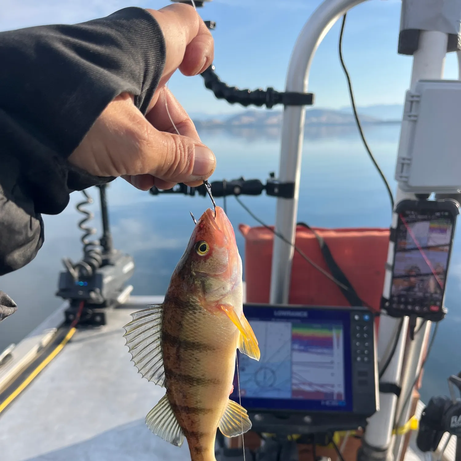 Yellow perch caught on Fishbrain