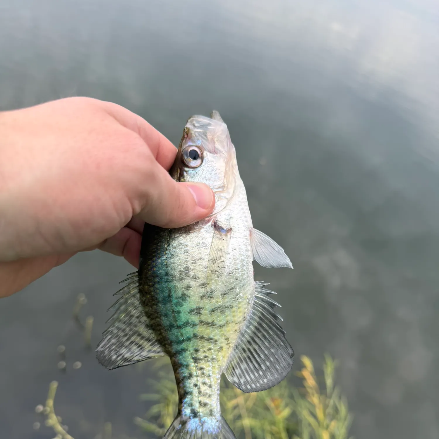 White crappie caught on Fishbrain