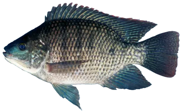 Blue tilapia