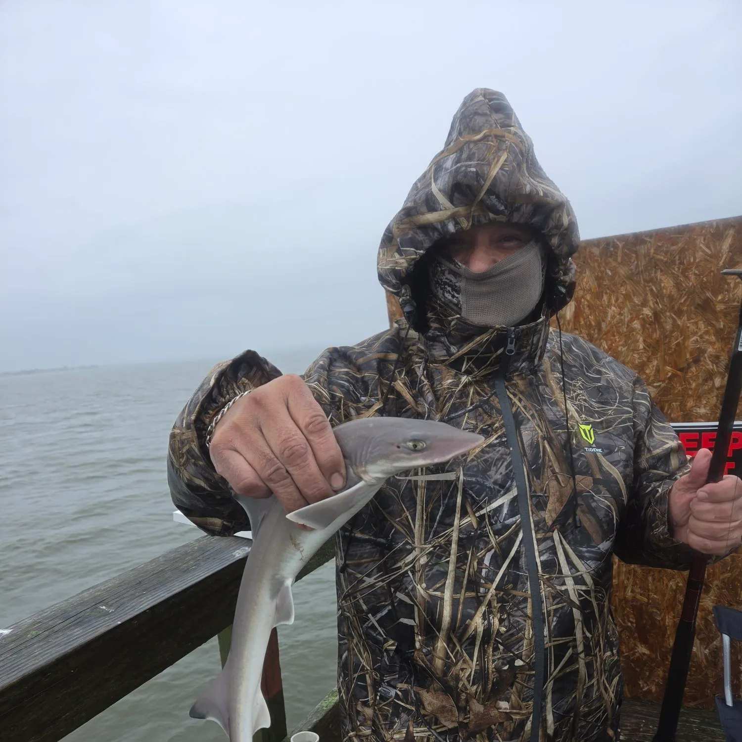 Dusky smooth-hound caught on Fishbrain