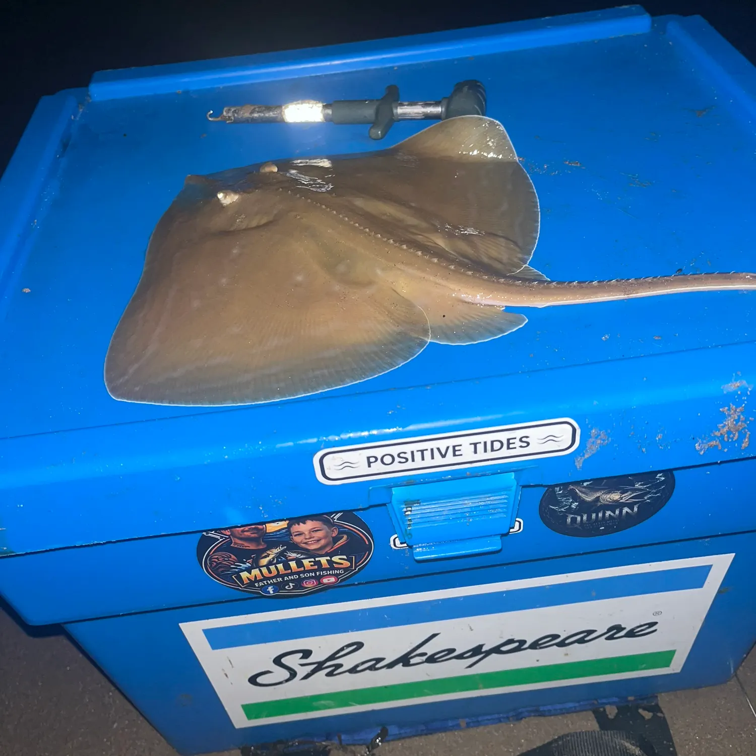 The most recent Small-eyed ray catches on Fishbrain