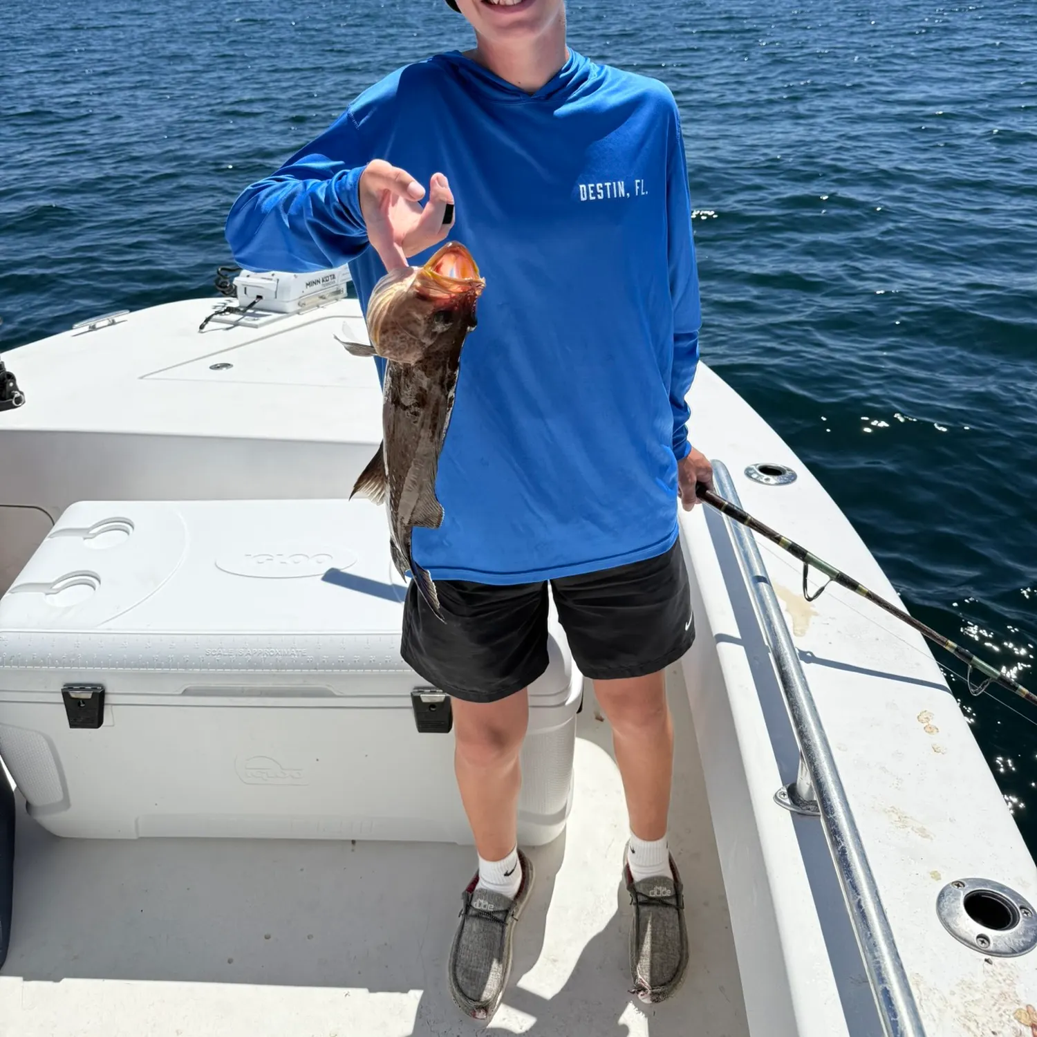 The most recent Scamp grouper catches on Fishbrain