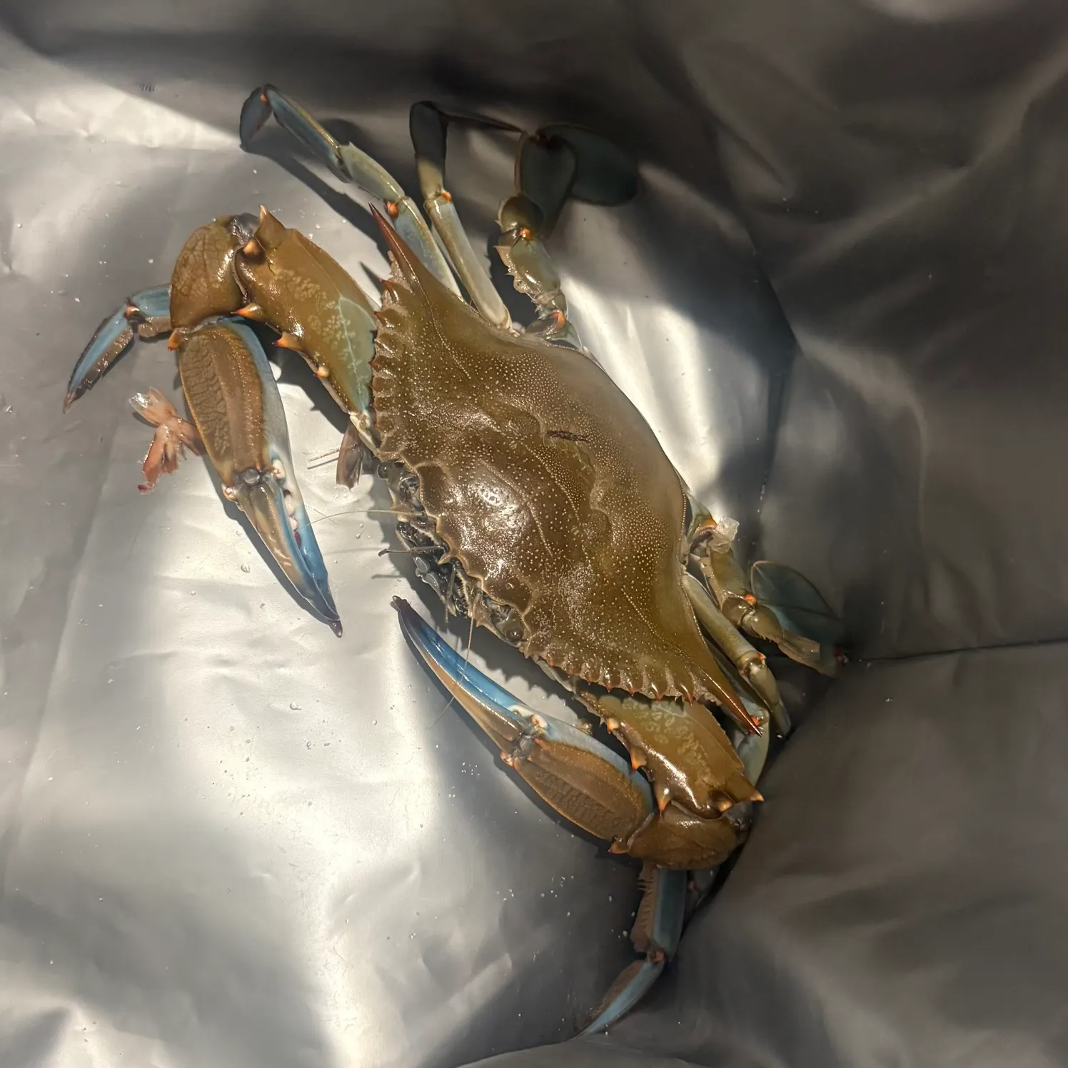 The most recent Blue crab catches on Fishbrain