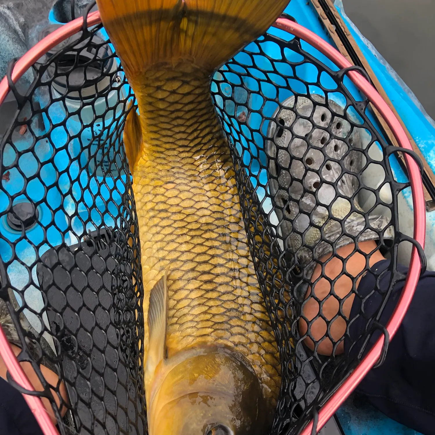 The most recent Common carp catches on Fishbrain