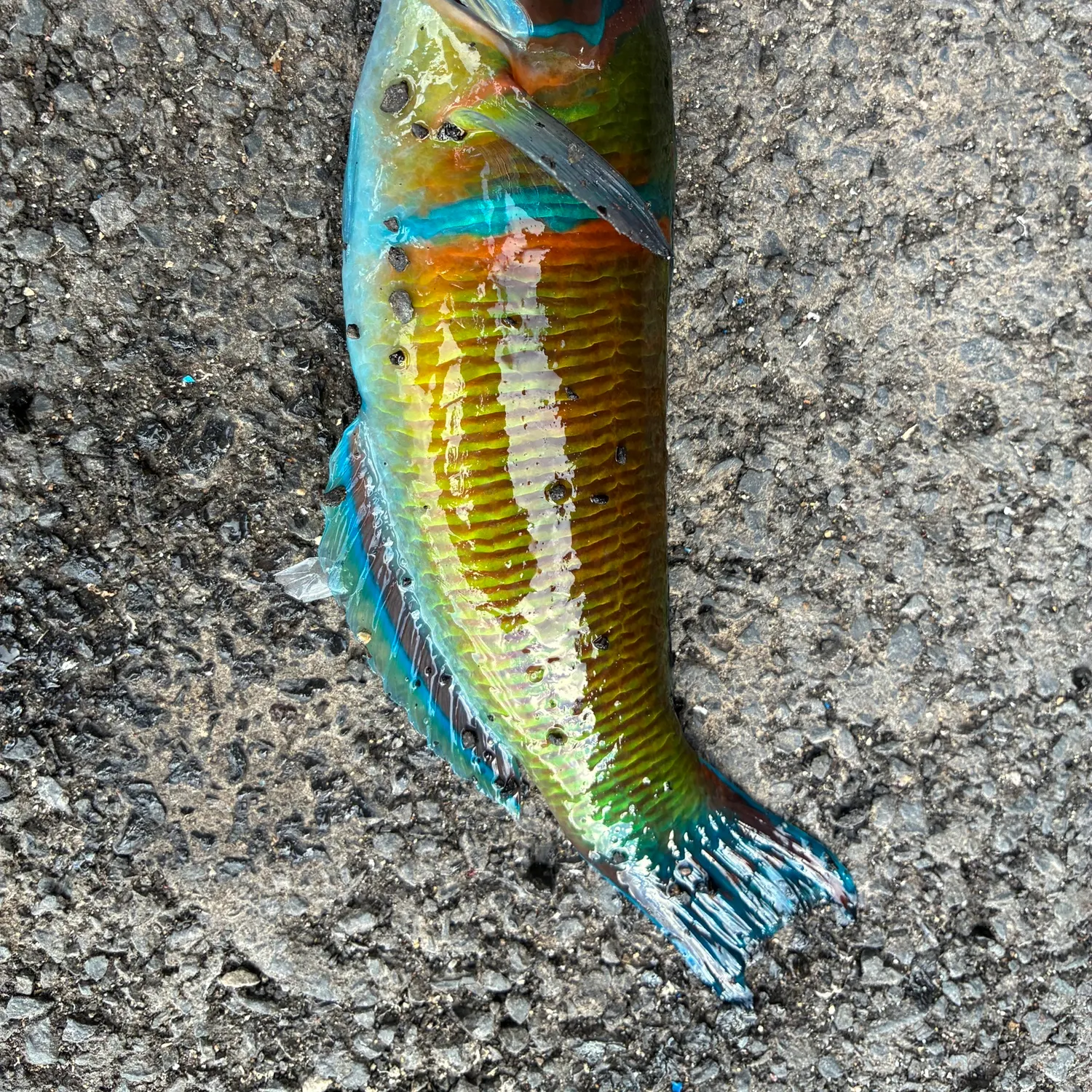 The most recent Ornate wrasse catches on Fishbrain