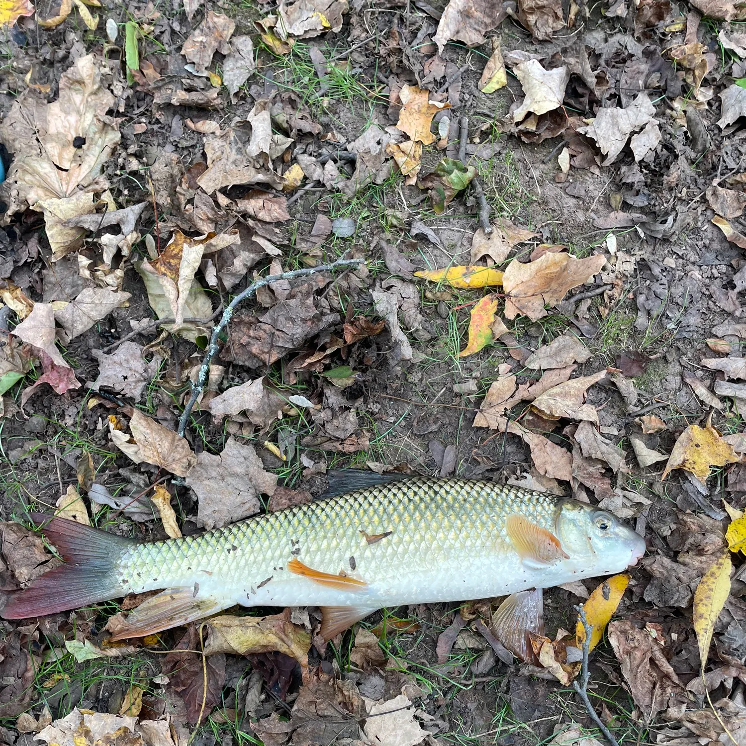 Silver redhorse caught on Fishbrain
