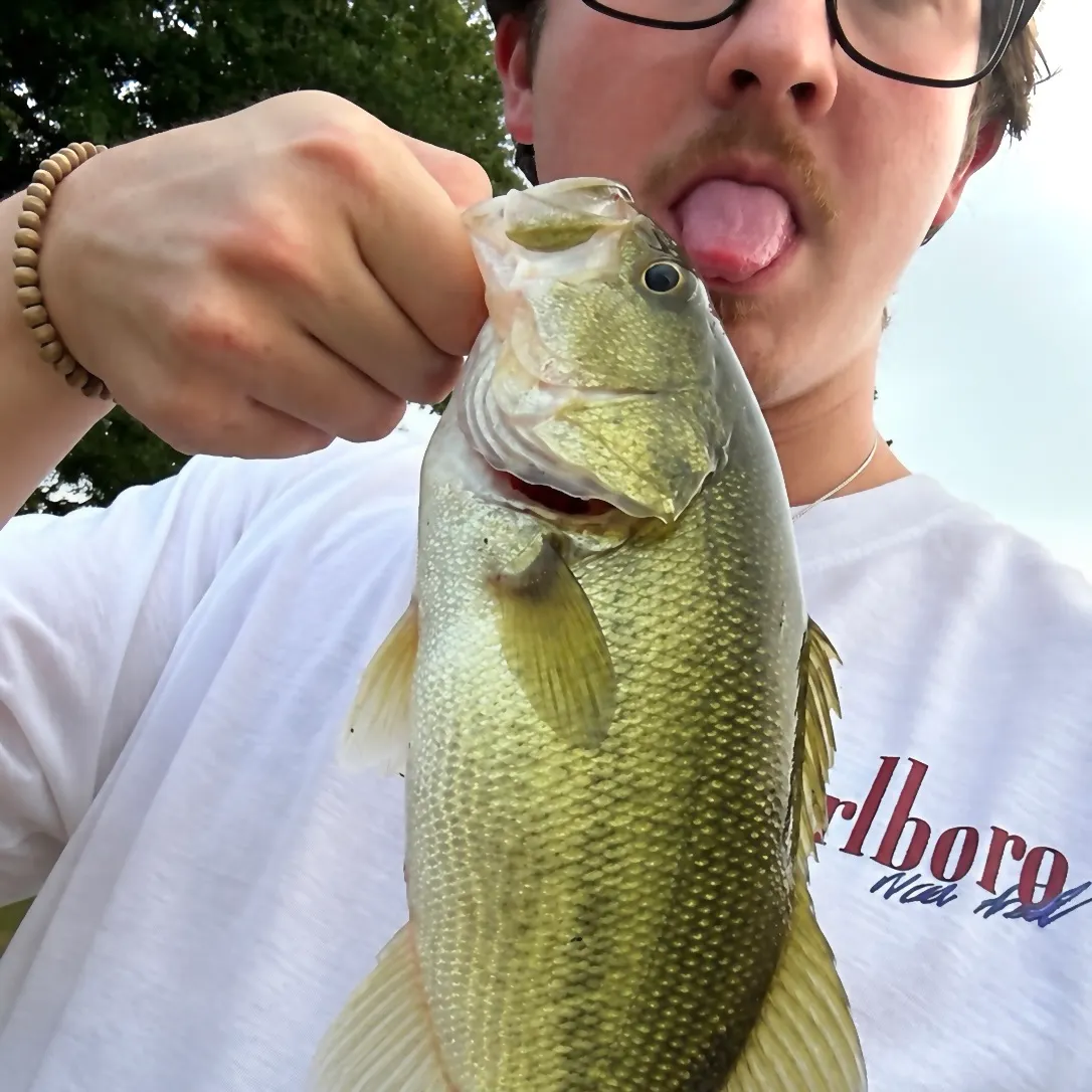 Largemouth bass caught on Fishbrain