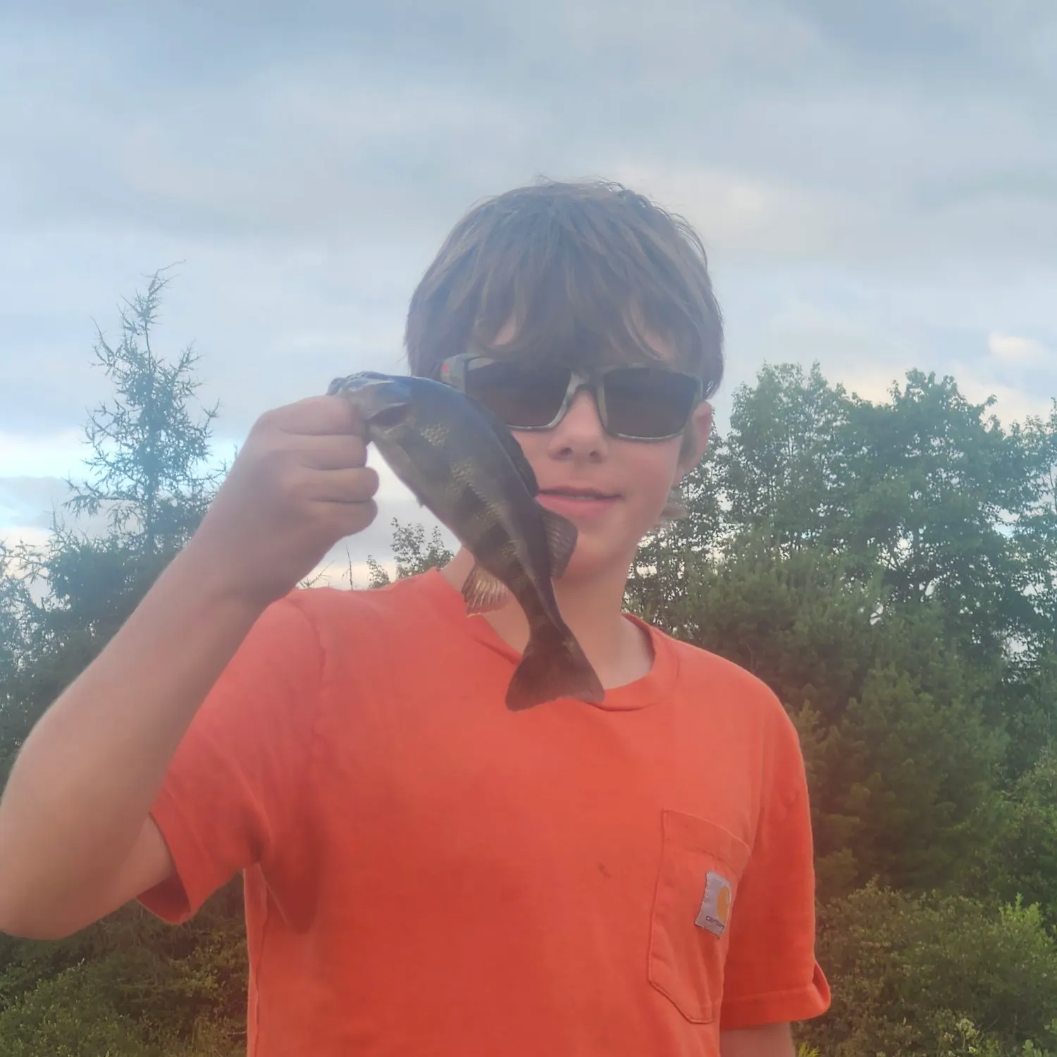 Yellow perch caught on Fishbrain