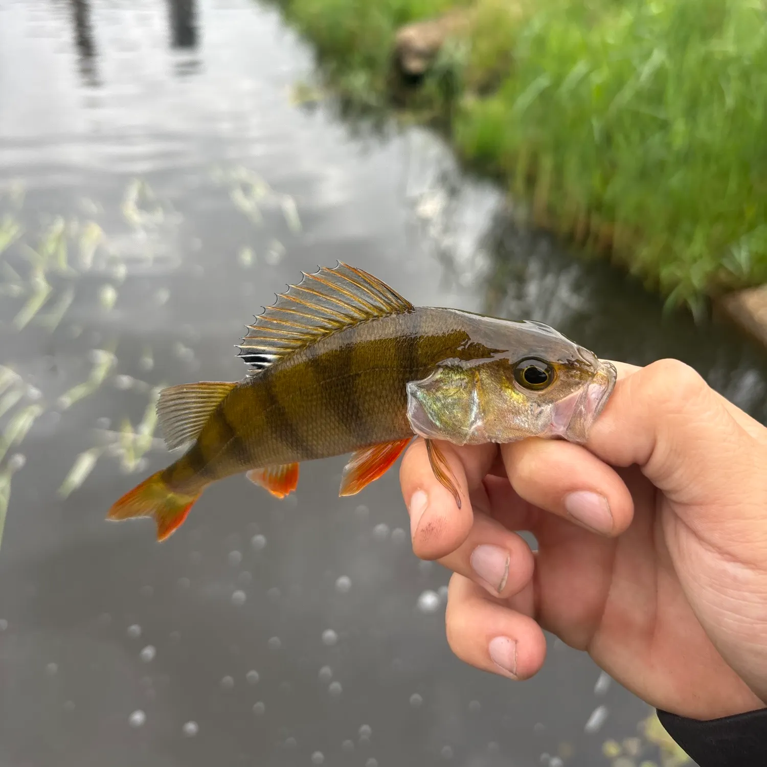 European perch caught on Fishbrain
