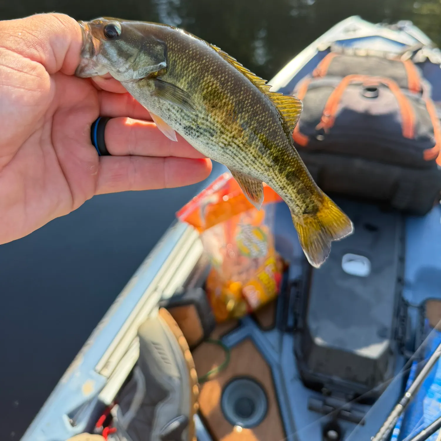 The most recent Bartram's bass catches on Fishbrain