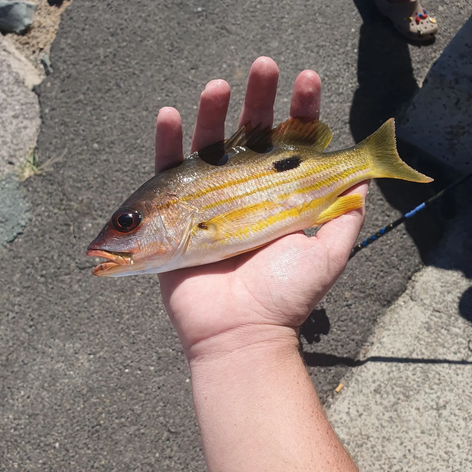 The most recent Dory snapper catches on Fishbrain