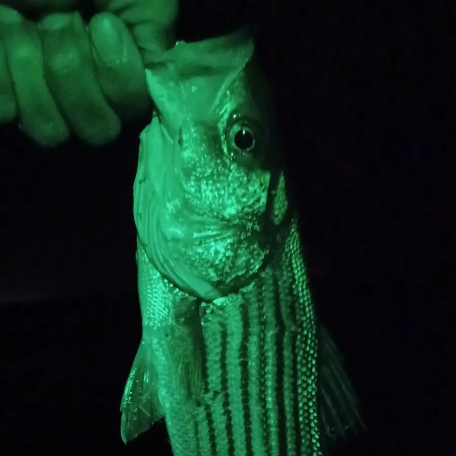 Striped bass caught on Fishbrain