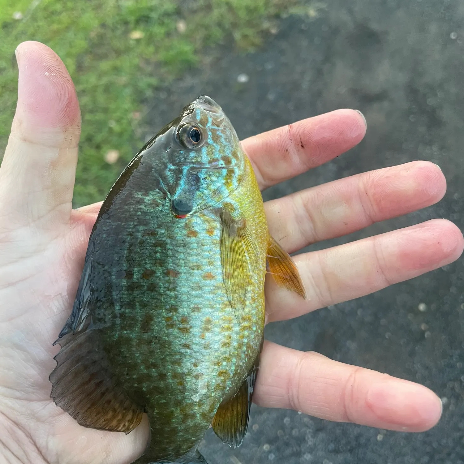Pumpkinseed caught on Fishbrain