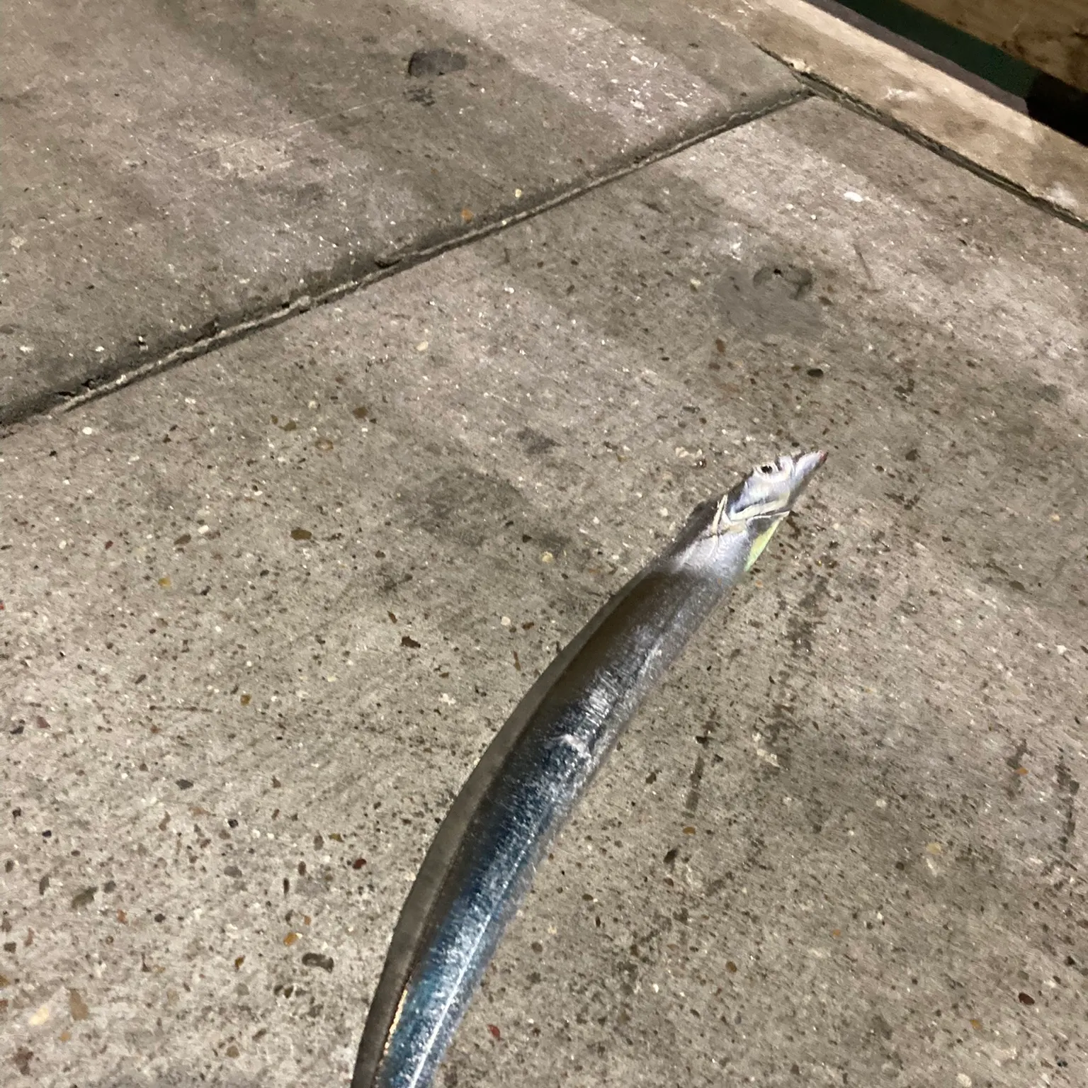 The most recent Silver scabbardfish catches on Fishbrain