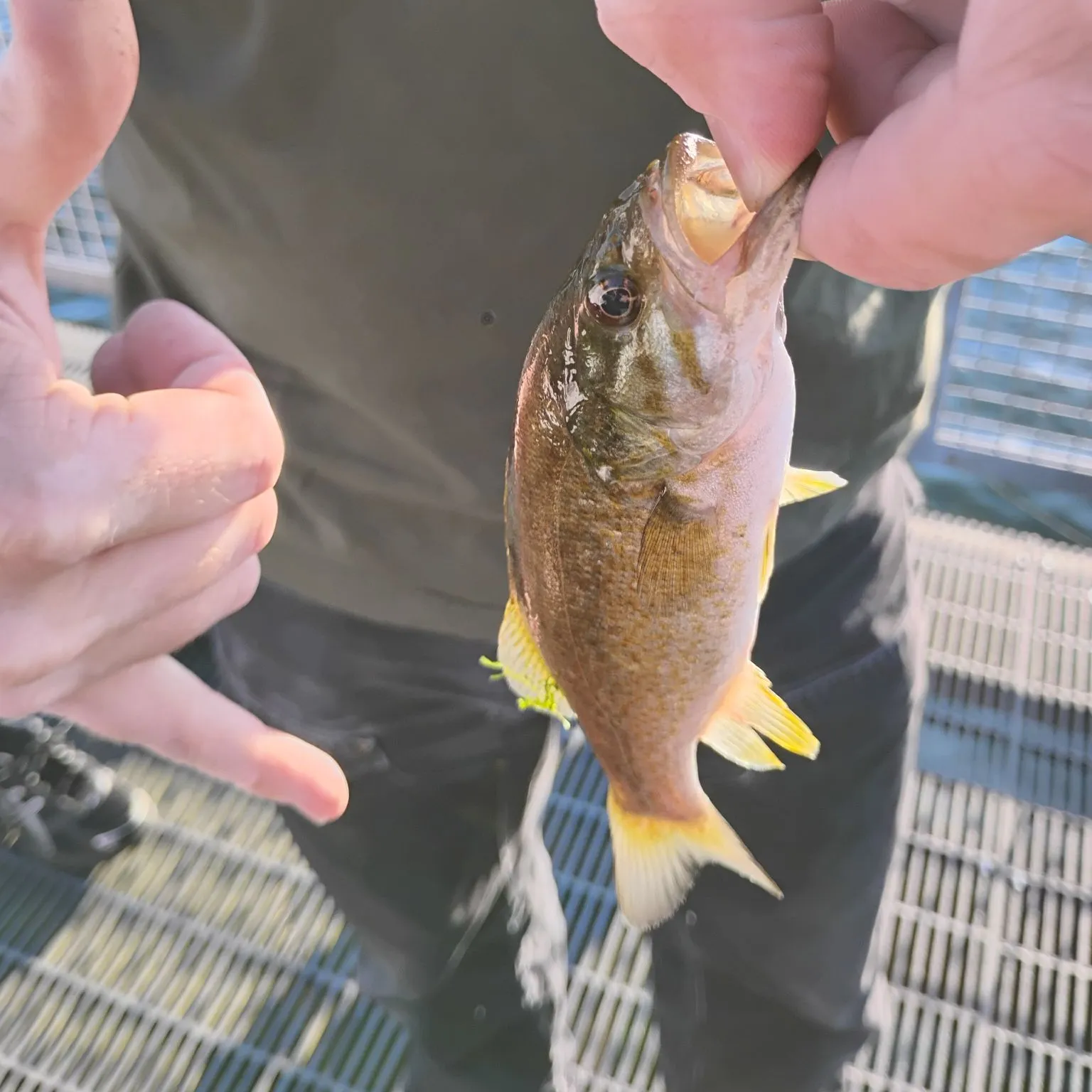 Smallmouth bass caught on Fishbrain