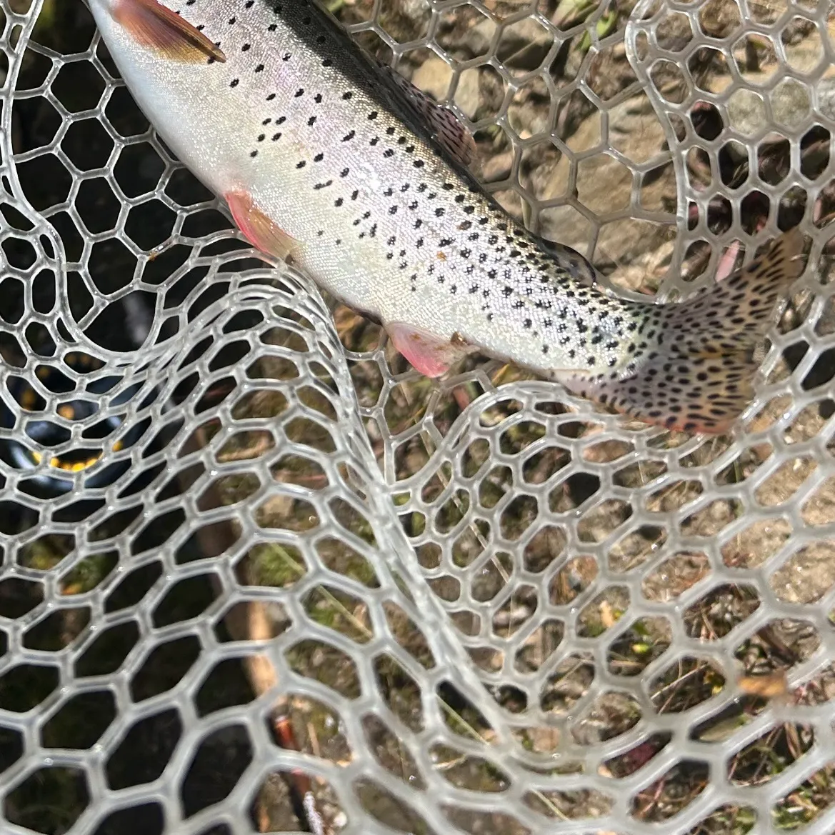 The most recent Greenback cutthroat trout catches on Fishbrain