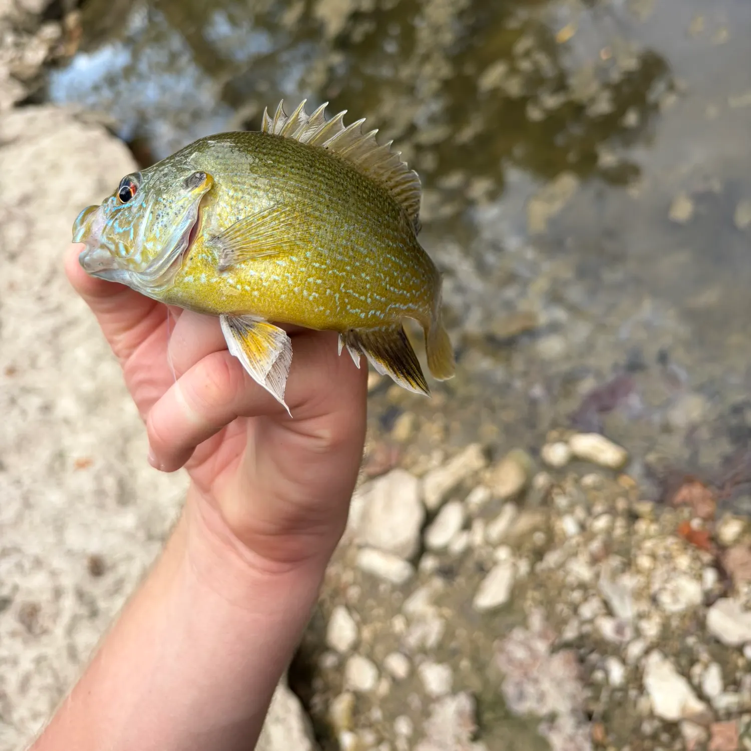 Green sunfish caught on Fishbrain