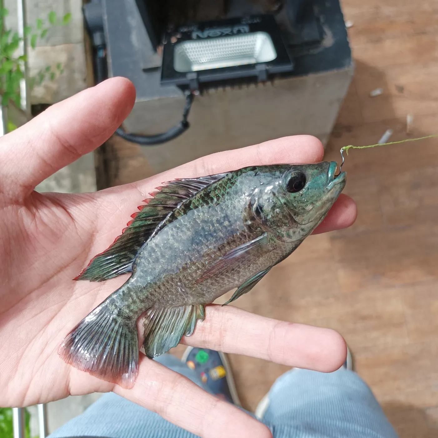 The most recent Mozambique tilapia catches on Fishbrain