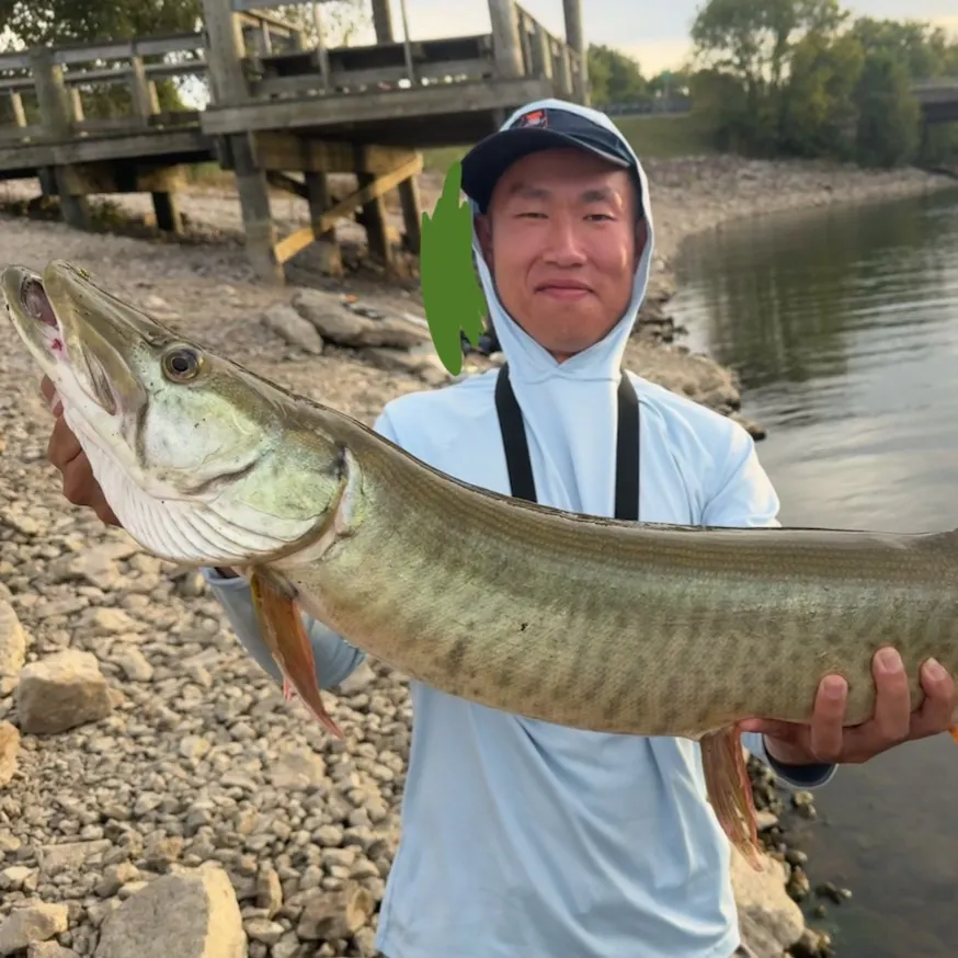 Muskie caught on Fishbrain