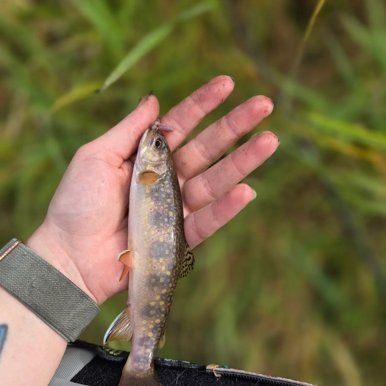 Brook trout caught on Fishbrain