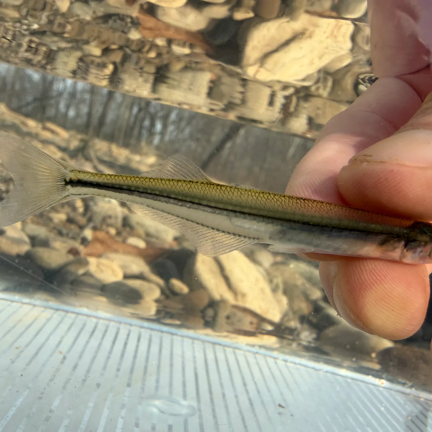 The most recent Brook silverside catches on Fishbrain