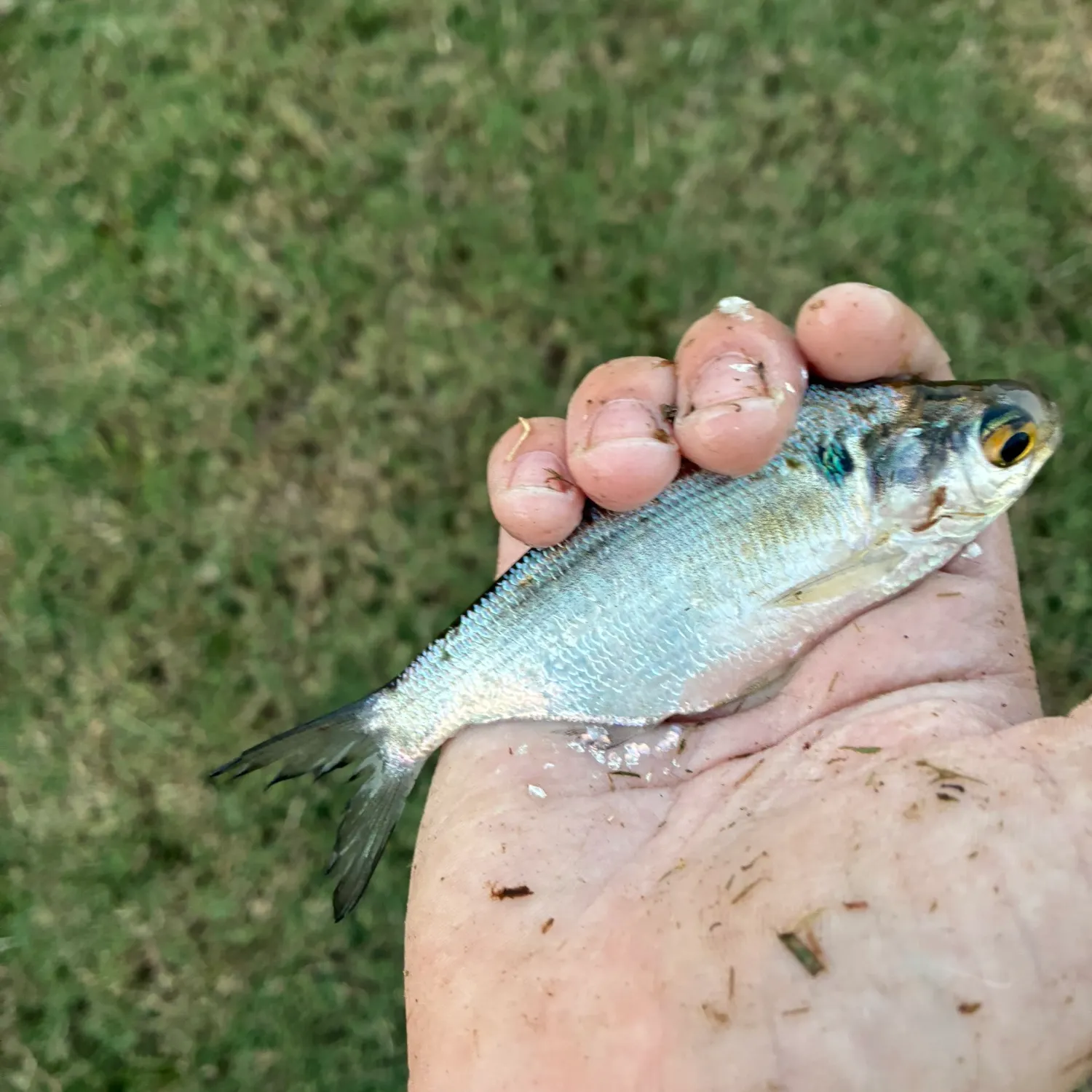 The most recent Threadfin shad catches on Fishbrain