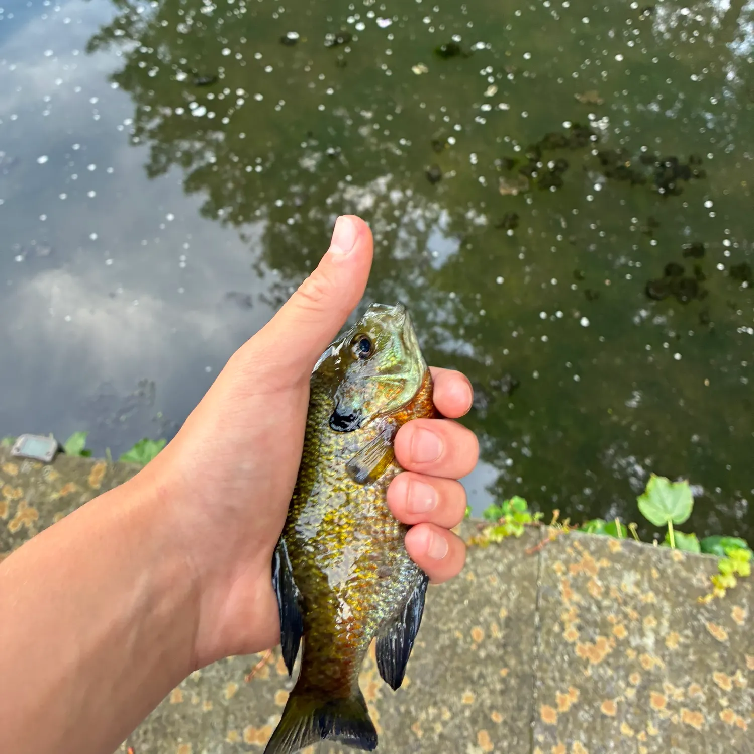 Bluegill caught on Fishbrain