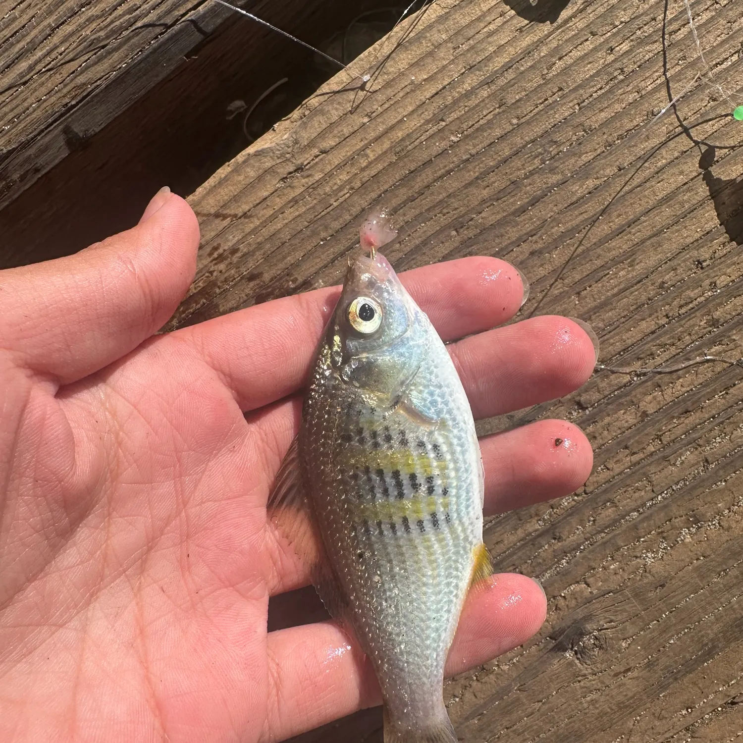 Shiner perch caught on Fishbrain