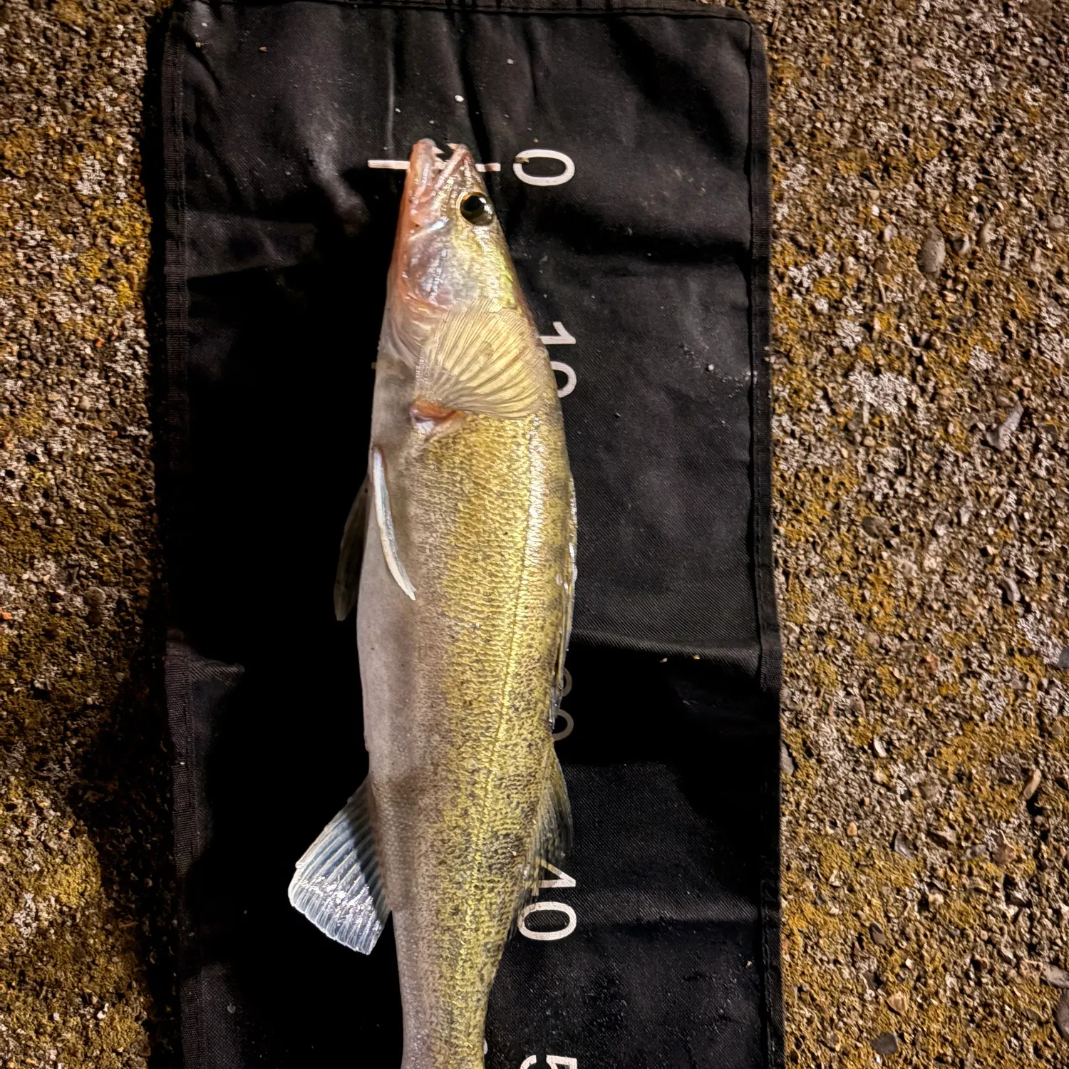 Zander caught on Fishbrain