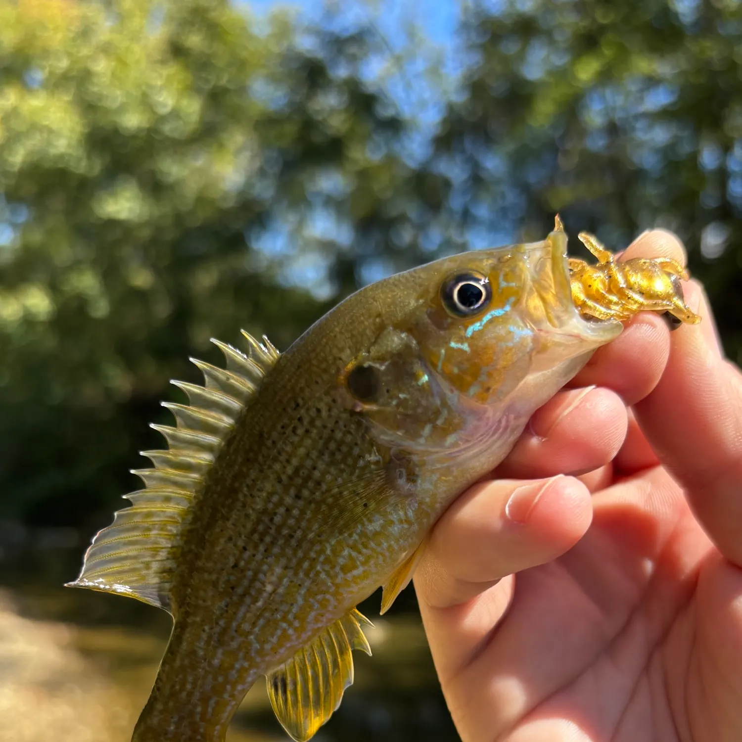 Green sunfish caught on Fishbrain