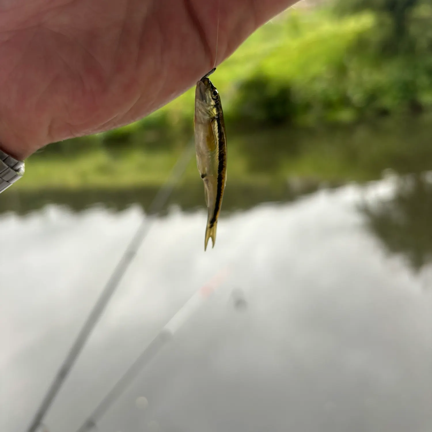 The most recent Eurasian minnow catches on Fishbrain