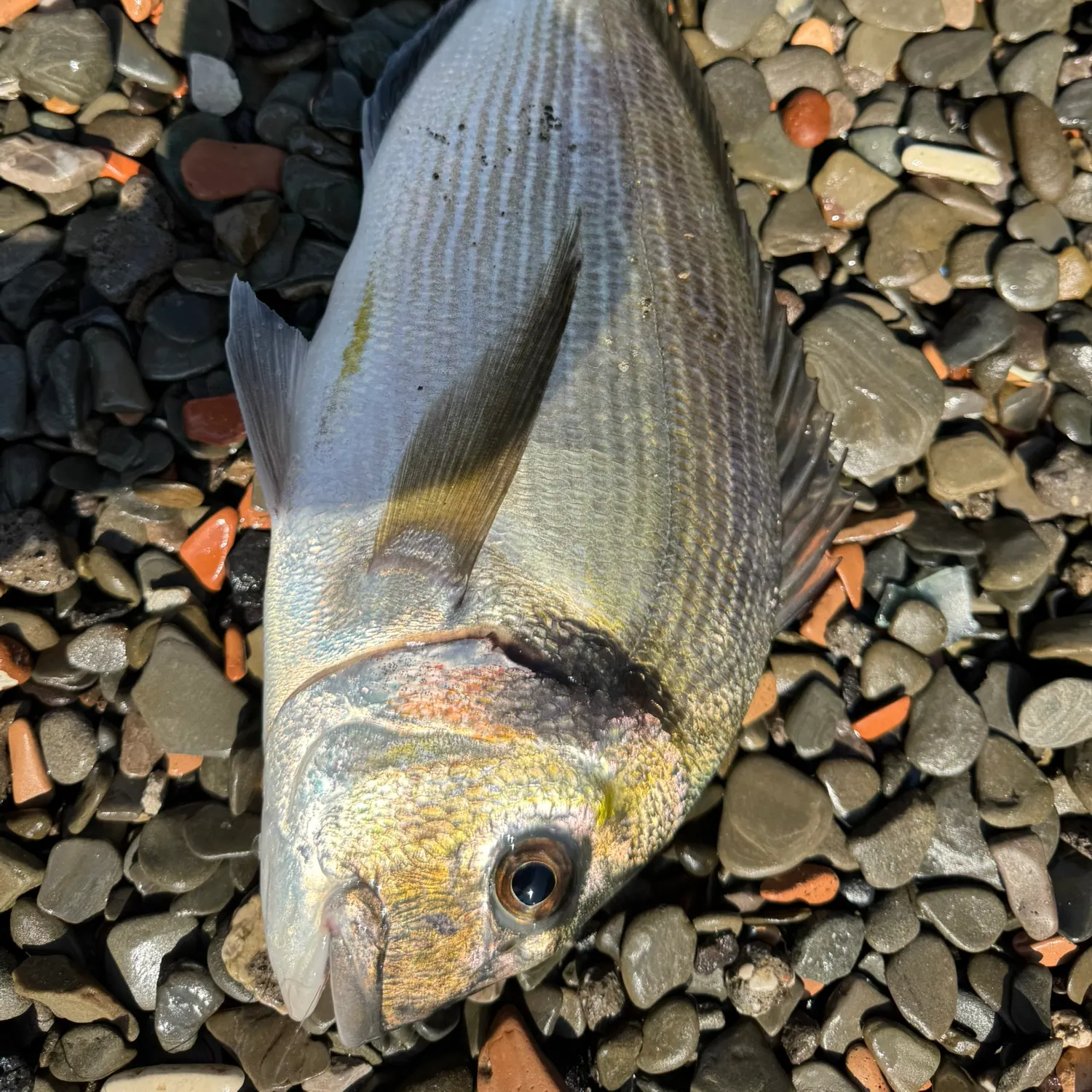 The most recent Gilthead seabream catches on Fishbrain