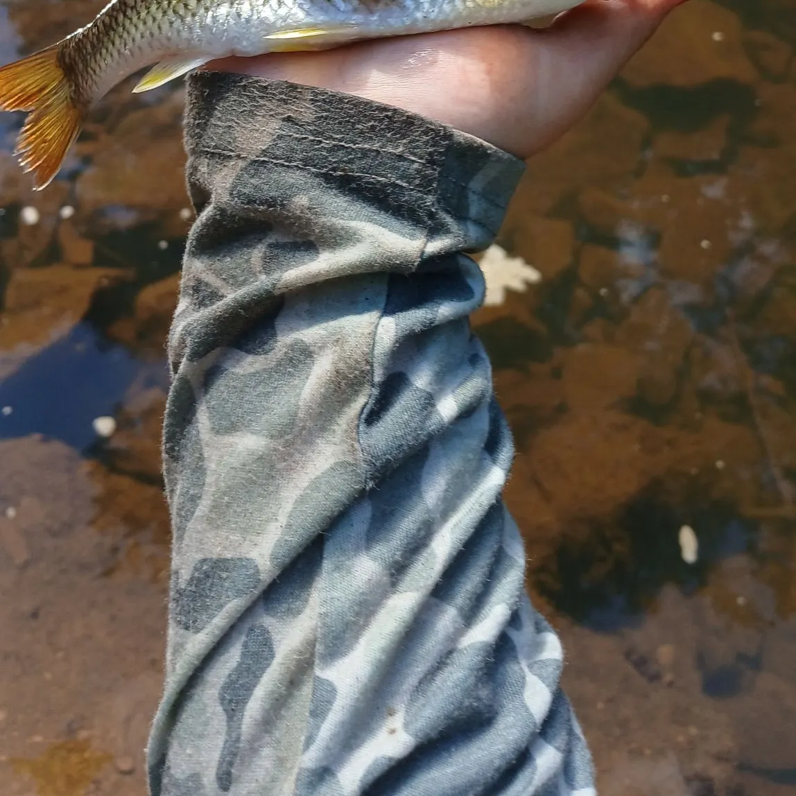 Bull chub caught on Fishbrain