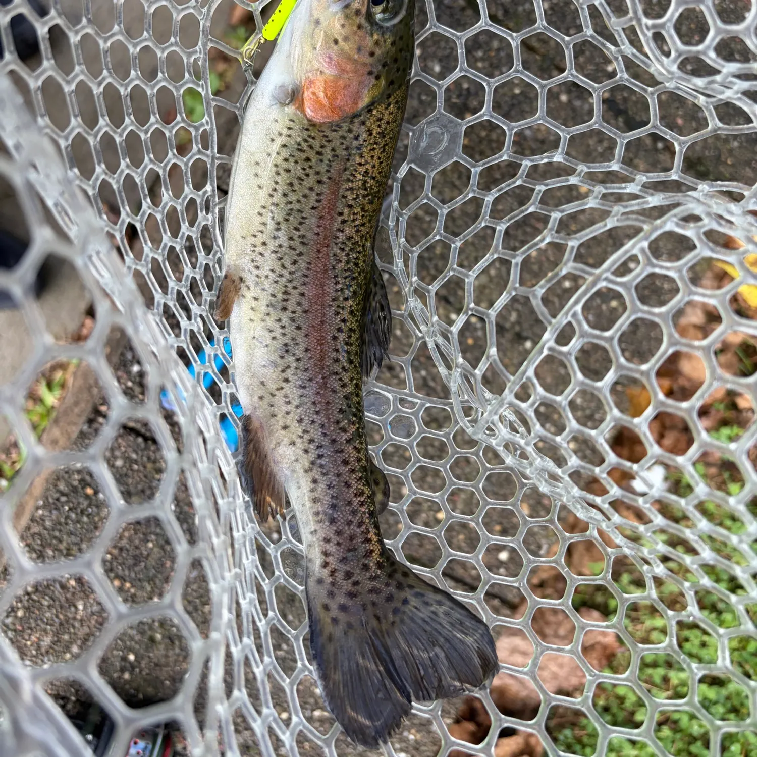 Rainbow trout caught on Fishbrain