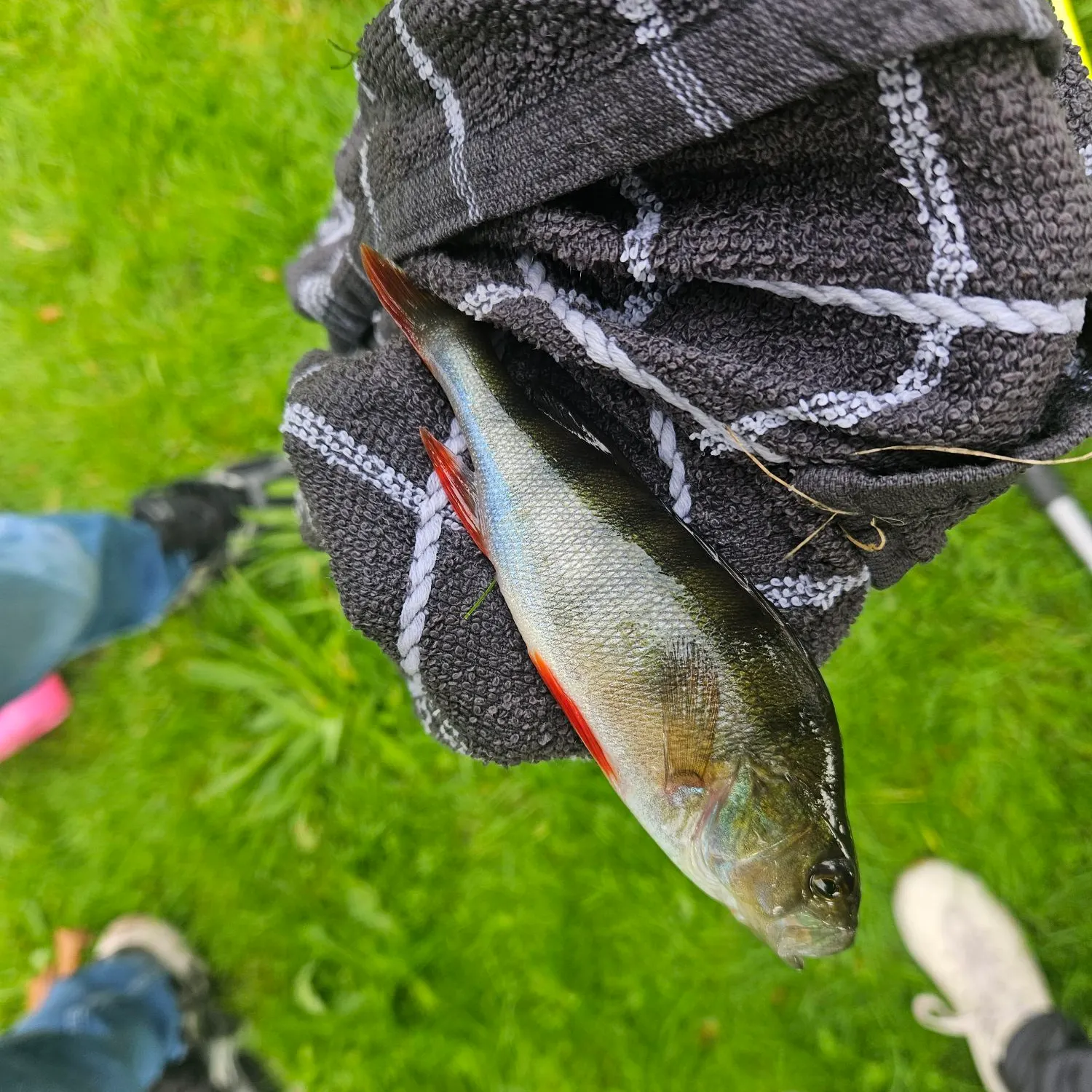 European perch caught on Fishbrain
