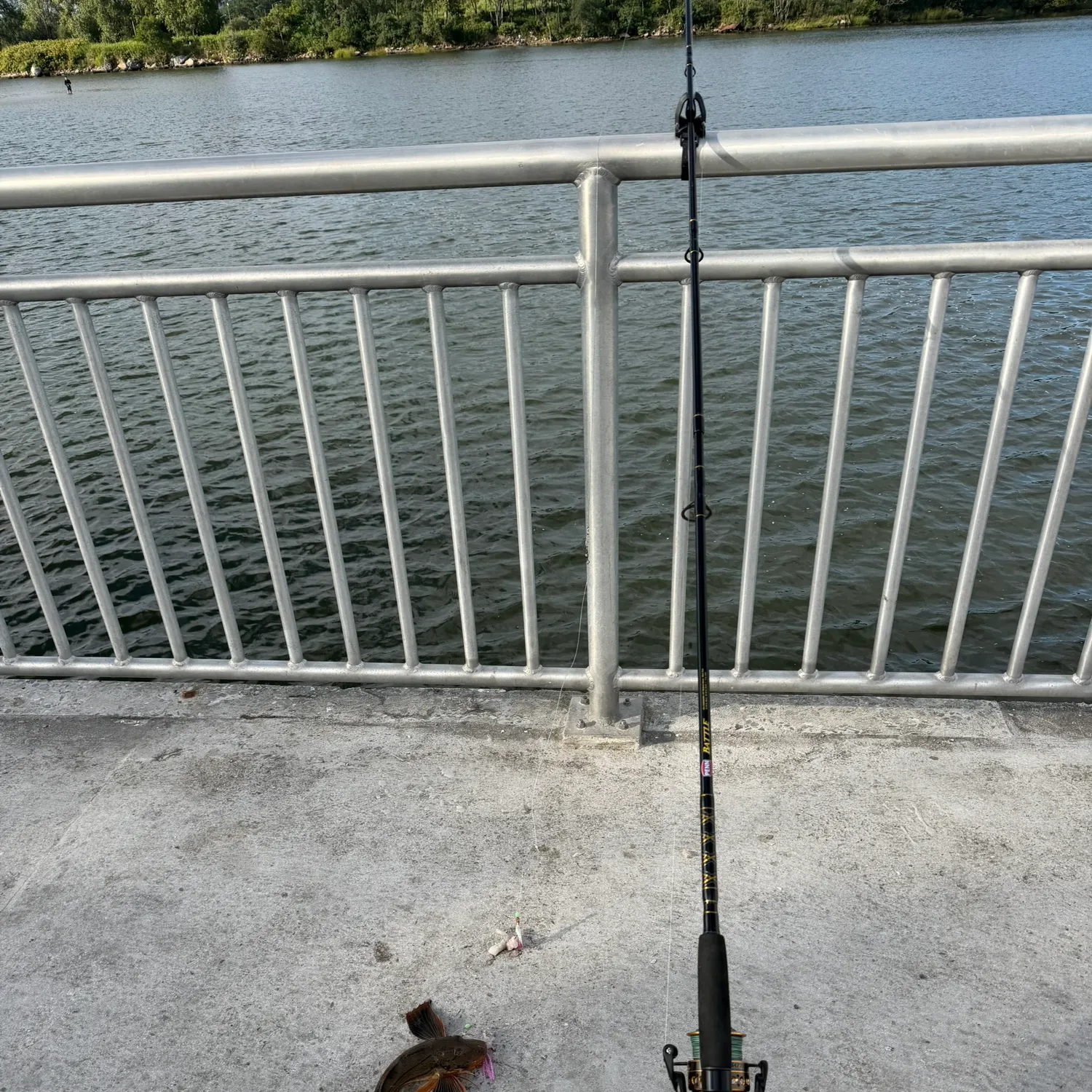 Fish caught on Fishbrain