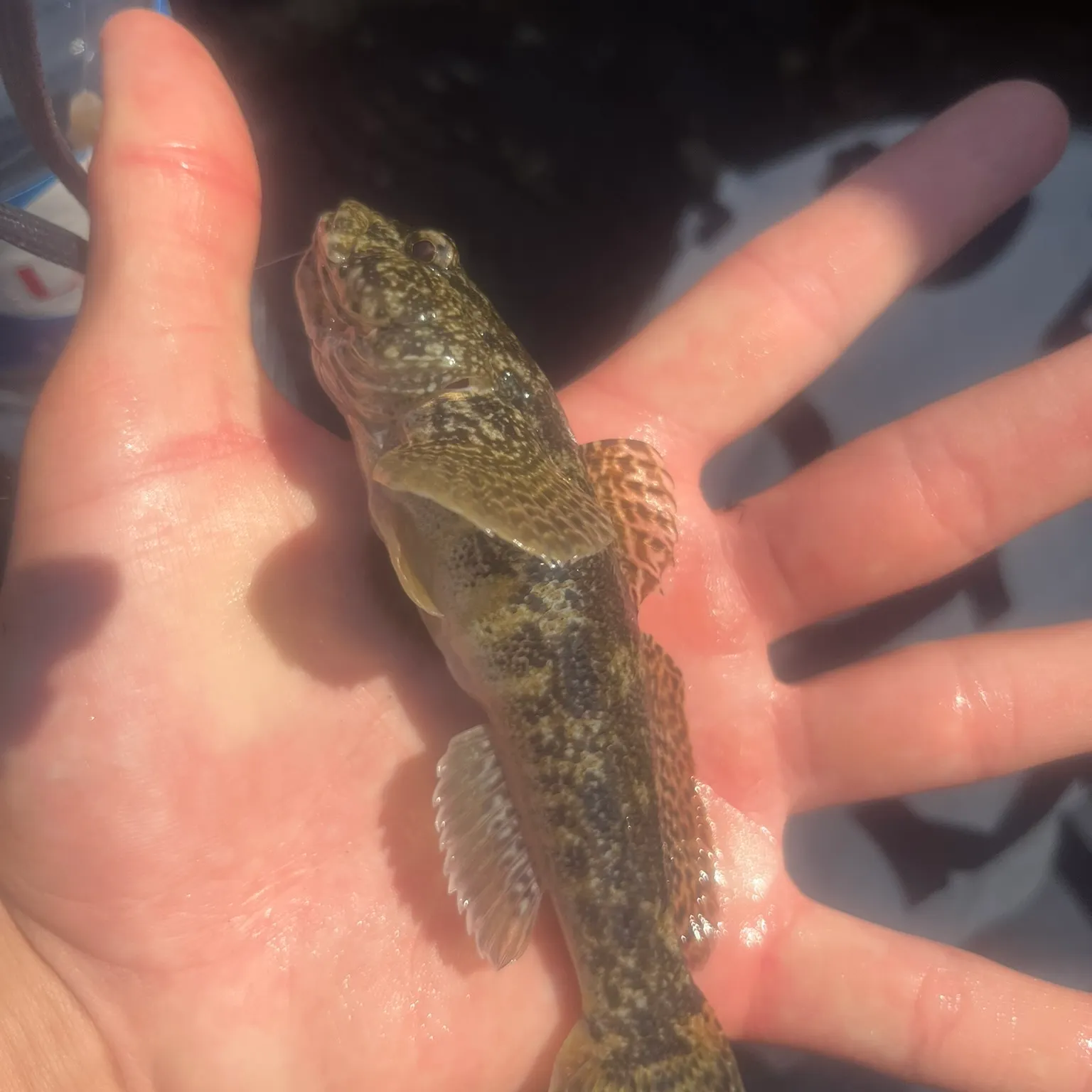 The most recent Giant goby catches on Fishbrain