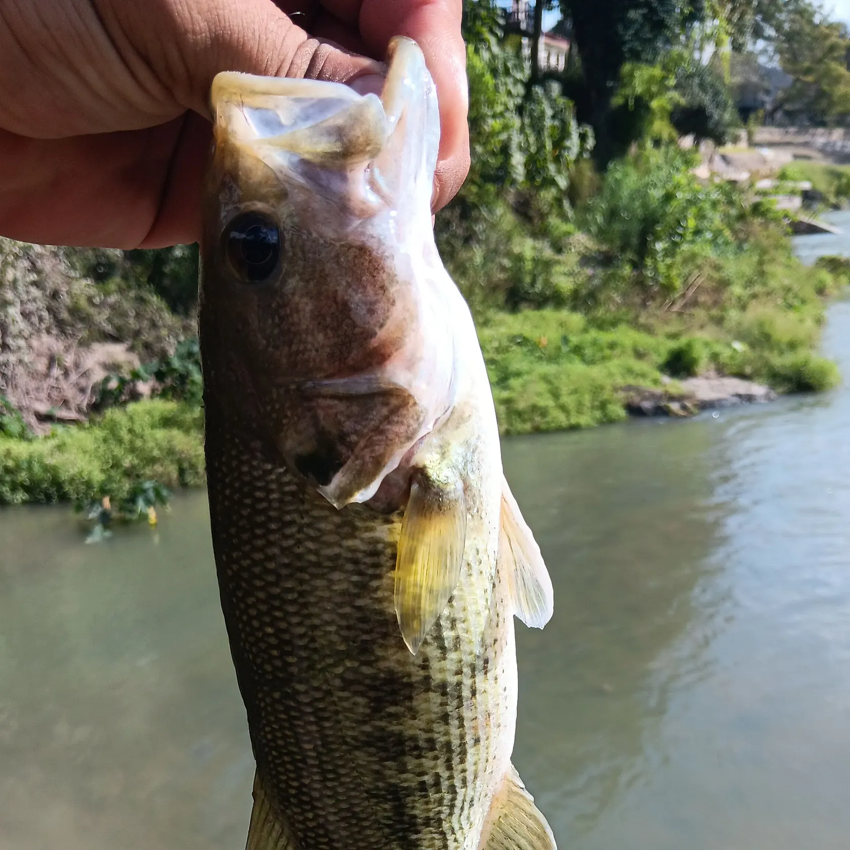 Guadalupe bass caught on Fishbrain