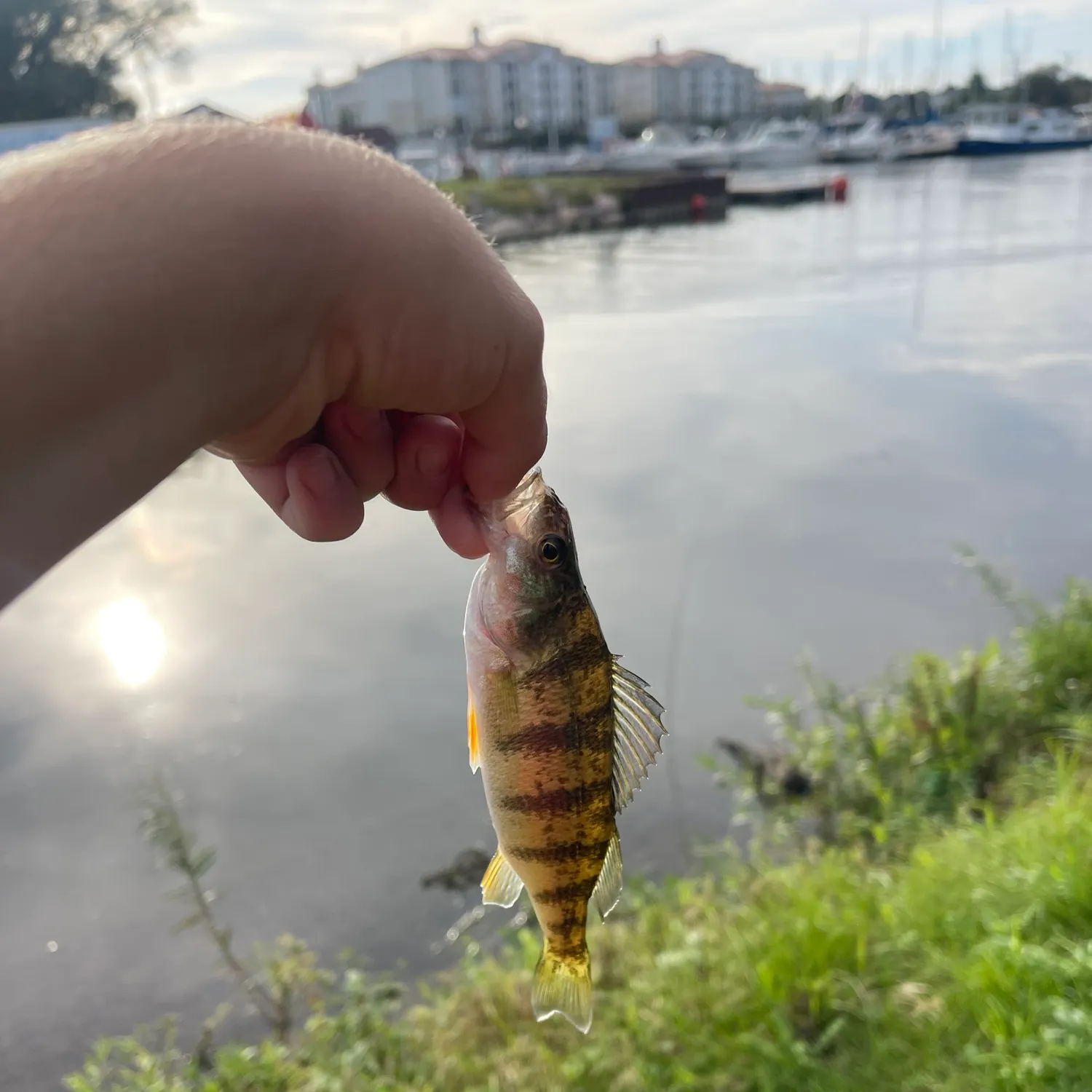 Yellow perch caught on Fishbrain
