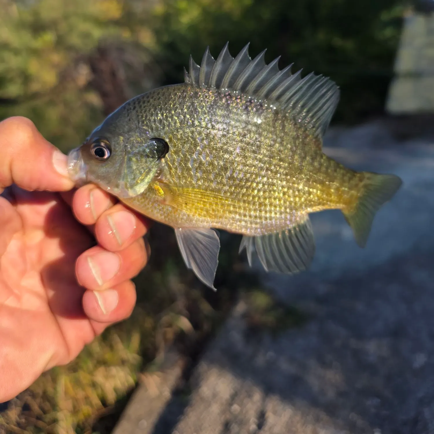 Bluegill caught on Fishbrain