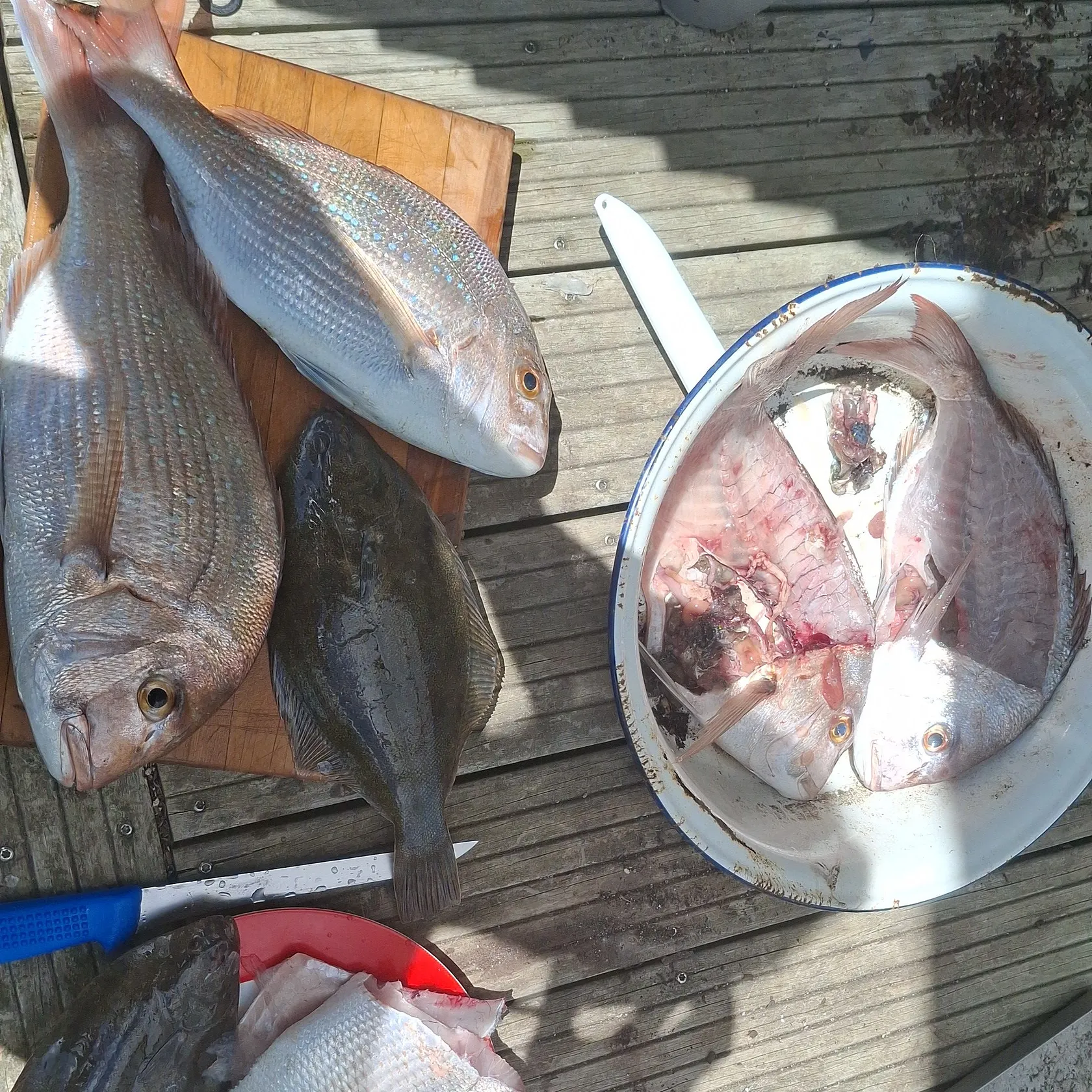 recently logged catches